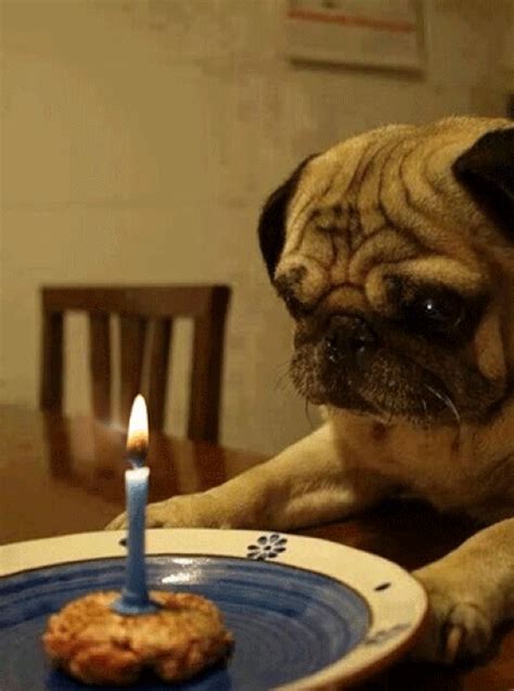 To Share out the gifs click on the gif and use the share tools. . Birthday pug gif